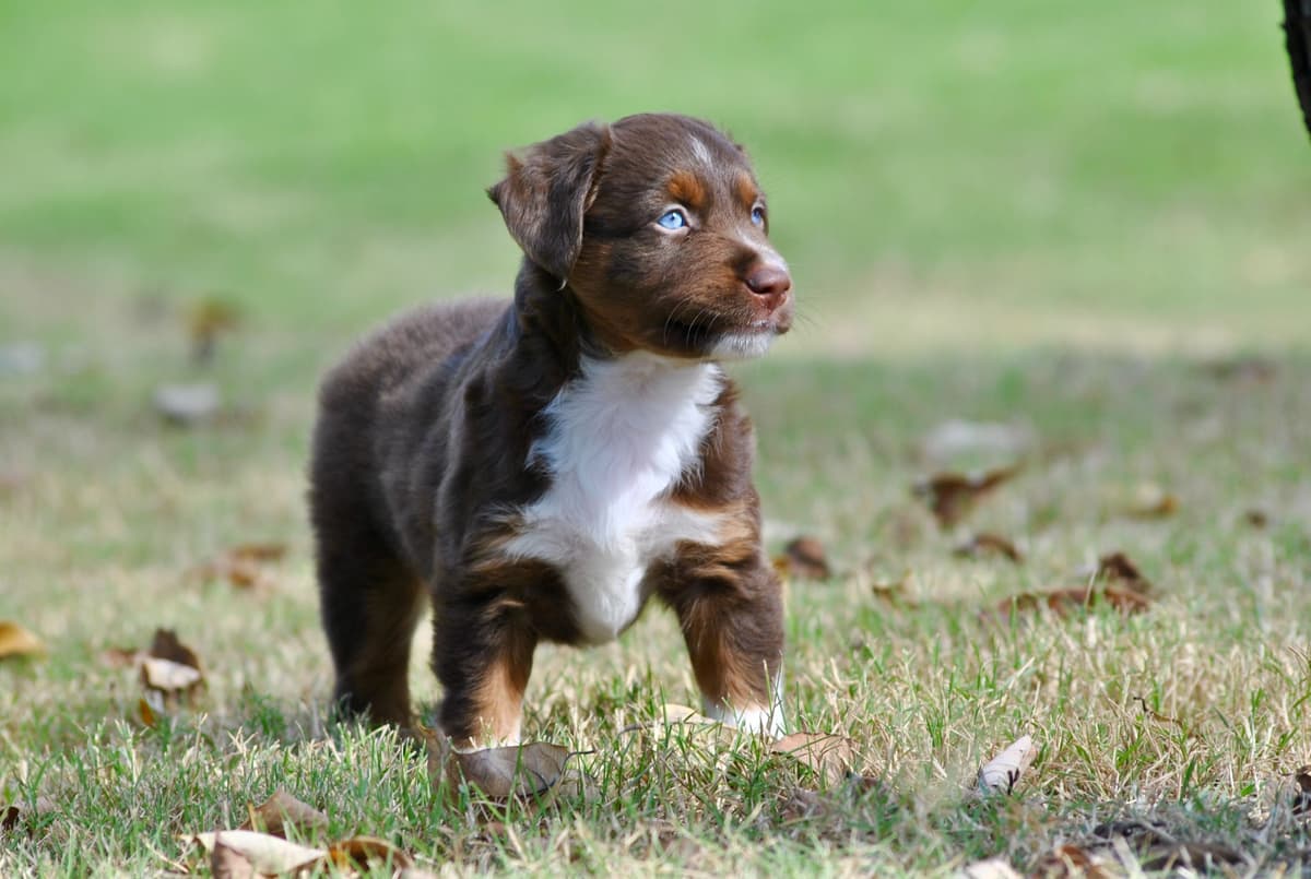 Miniature American Shepherd Puppies breeder image 24