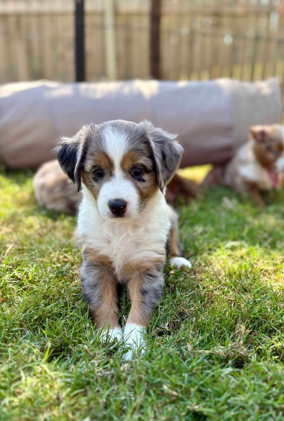 Miniature American Shepherd Puppies breeder image 26