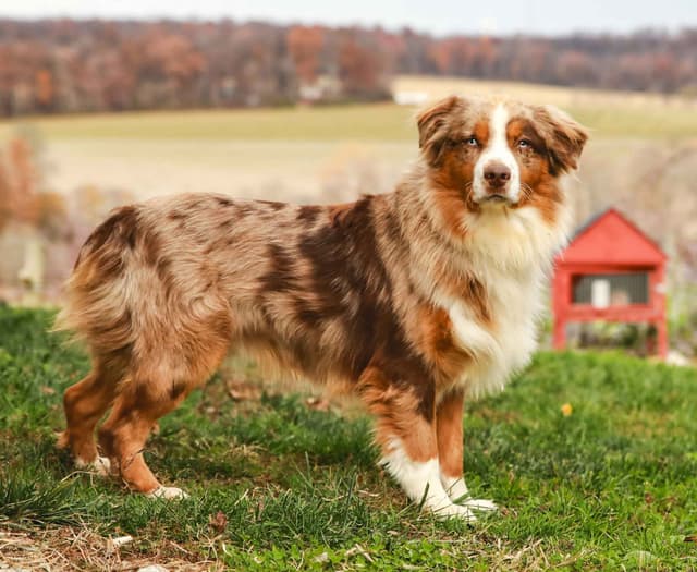 Australian Shepherd Puppies media 13