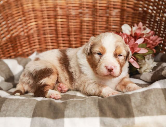Australian Shepherd Puppies media 2