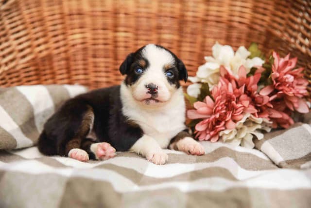Australian Shepherd Puppies media 3