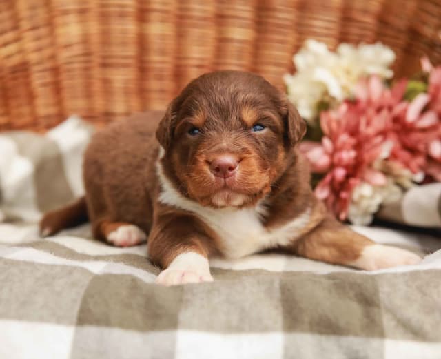 Australian Shepherd Puppies media 5