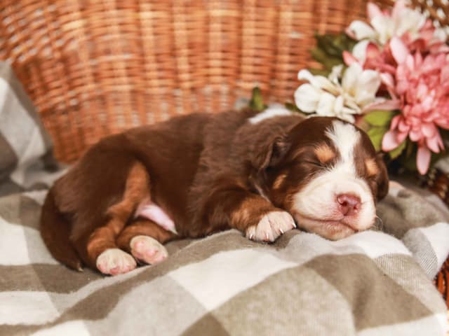 Australian Shepherd Puppies media 6