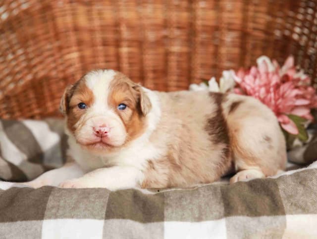 Australian Shepherd Puppies media 7
