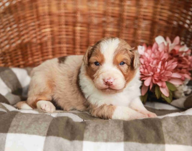 Australian Shepherd Puppies media 8
