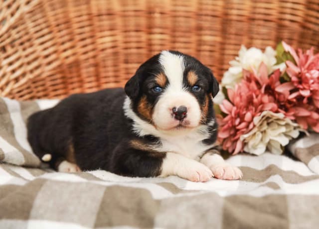 Australian Shepherd Puppies media 9