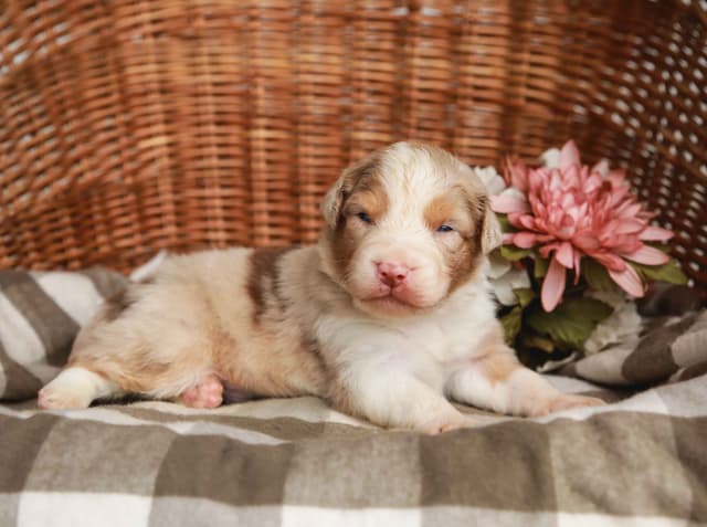 Australian Shepherd Puppies media 10