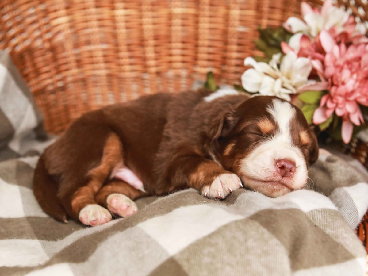 Australian Shepherd Puppies breeder image 3