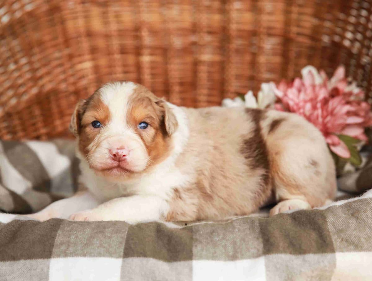 Australian Shepherd Puppies breeder image 4