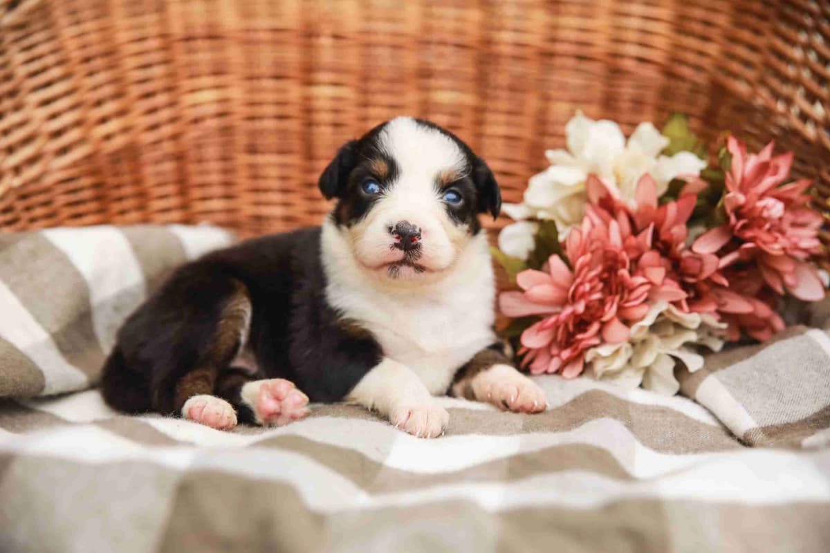 Australian Shepherd Puppies breeder image 6