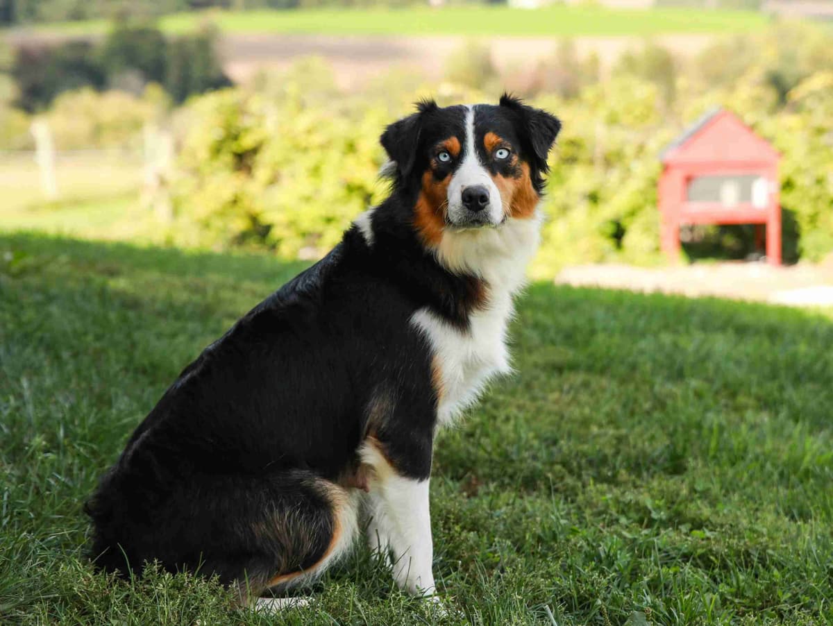 Australian Shepherd Puppies breeder image 8