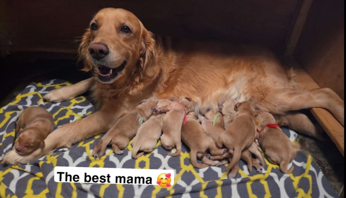 Golden Retriever Puppies 1 female available breeder image 1