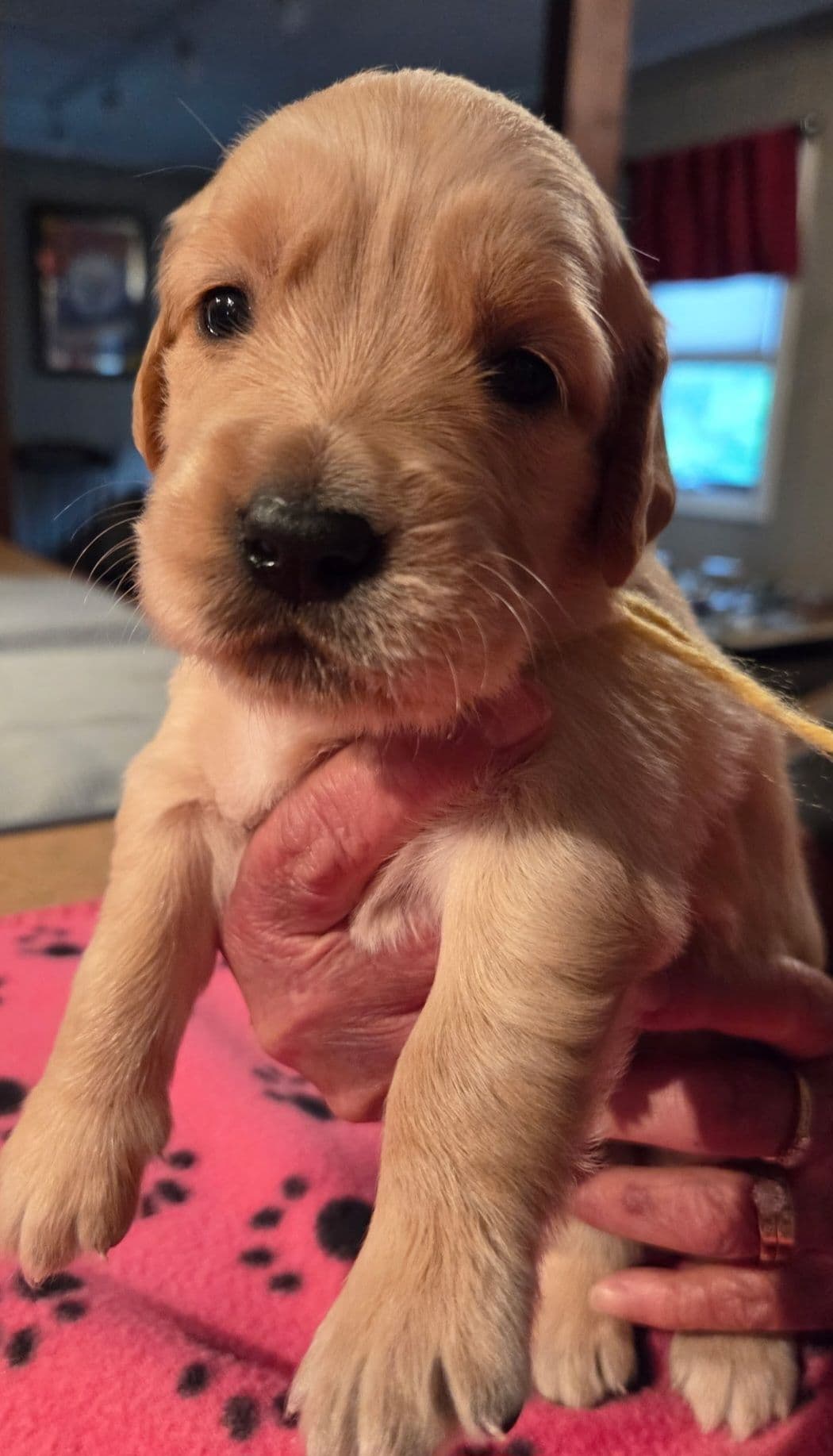 Golden Retriever Puppies 1 female available breeder image 5