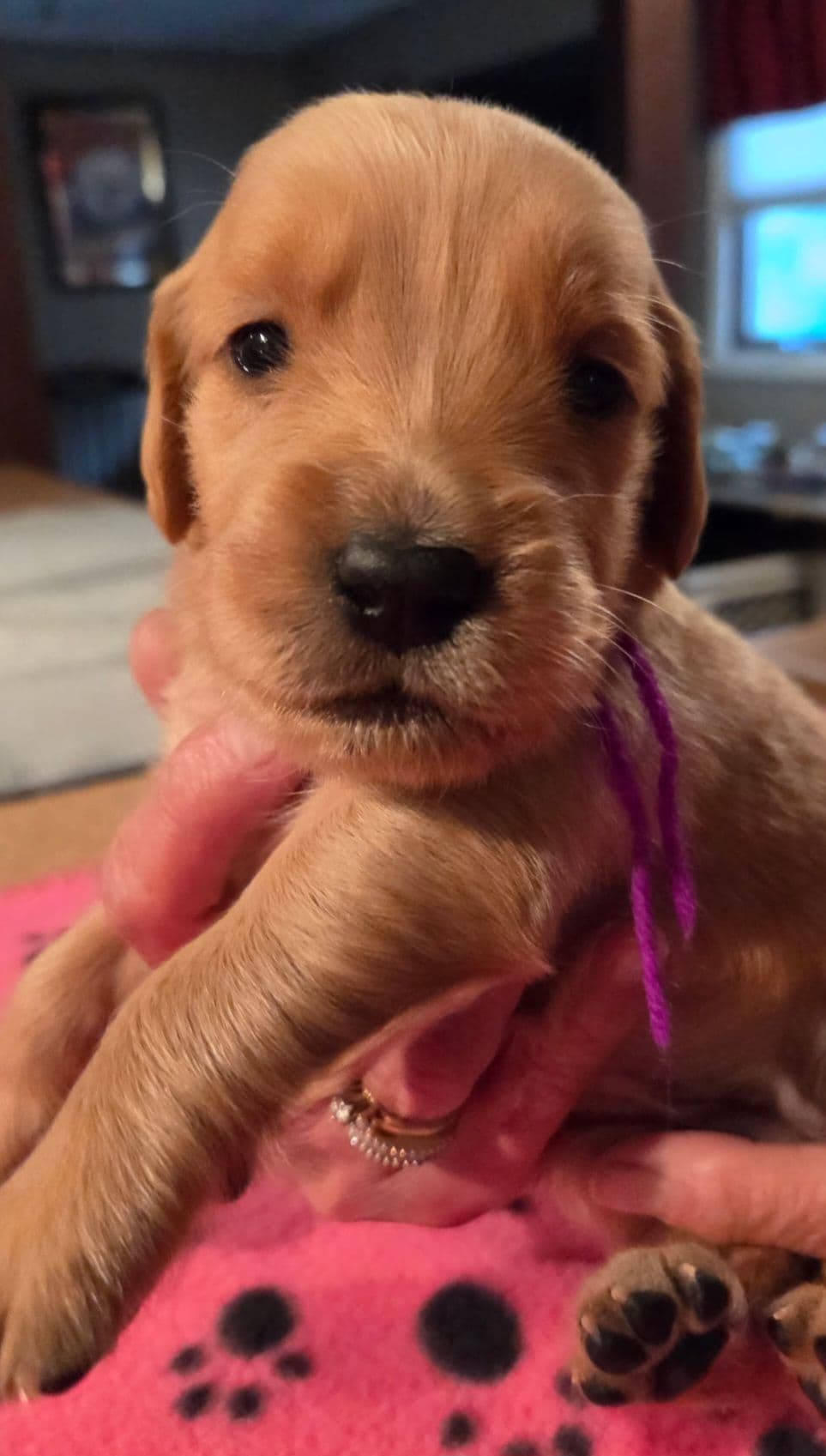 Golden Retriever Puppies 1 female available breeder image 4