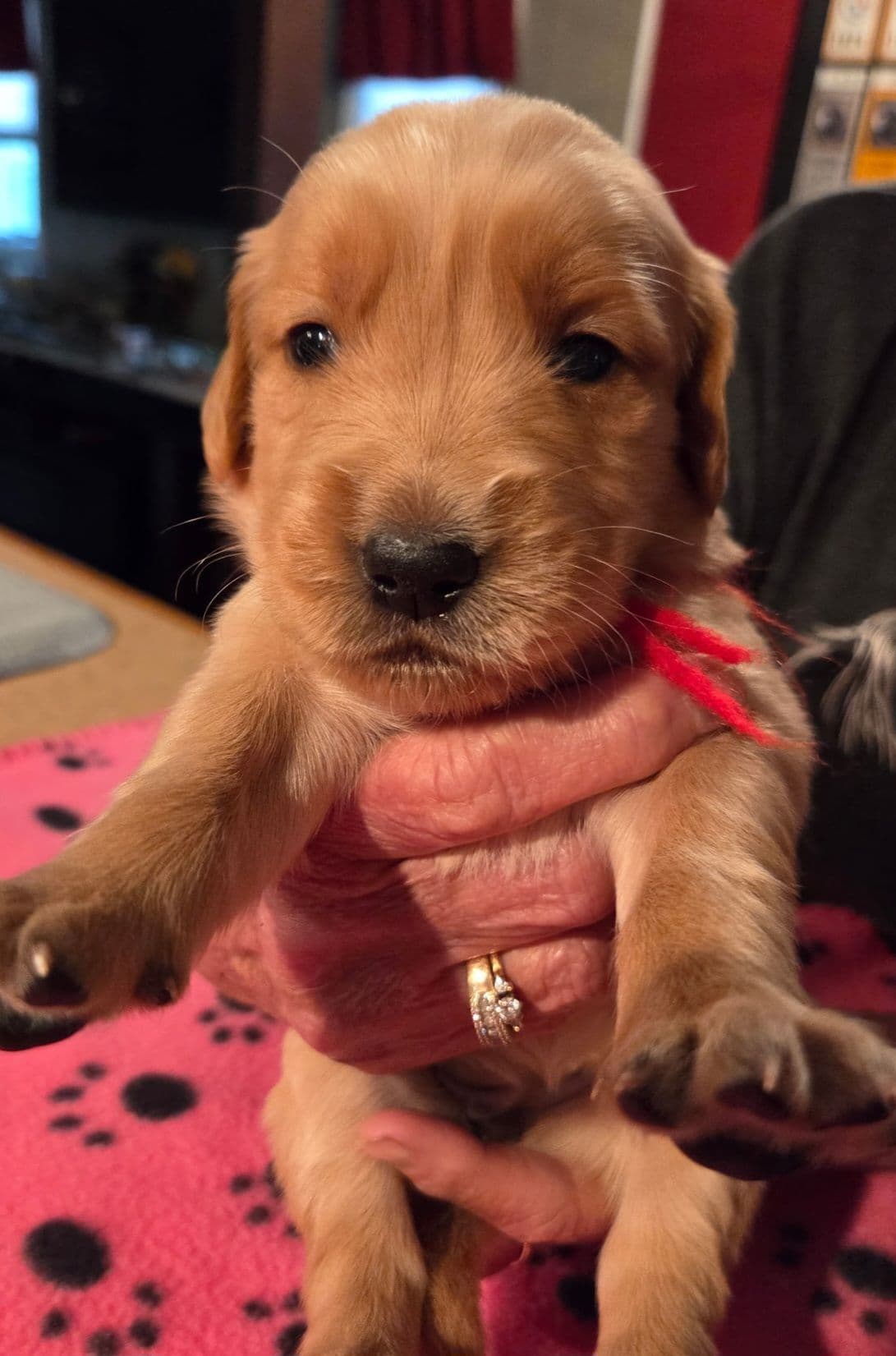 Golden Retriever Puppies 1 female available breeder image 3