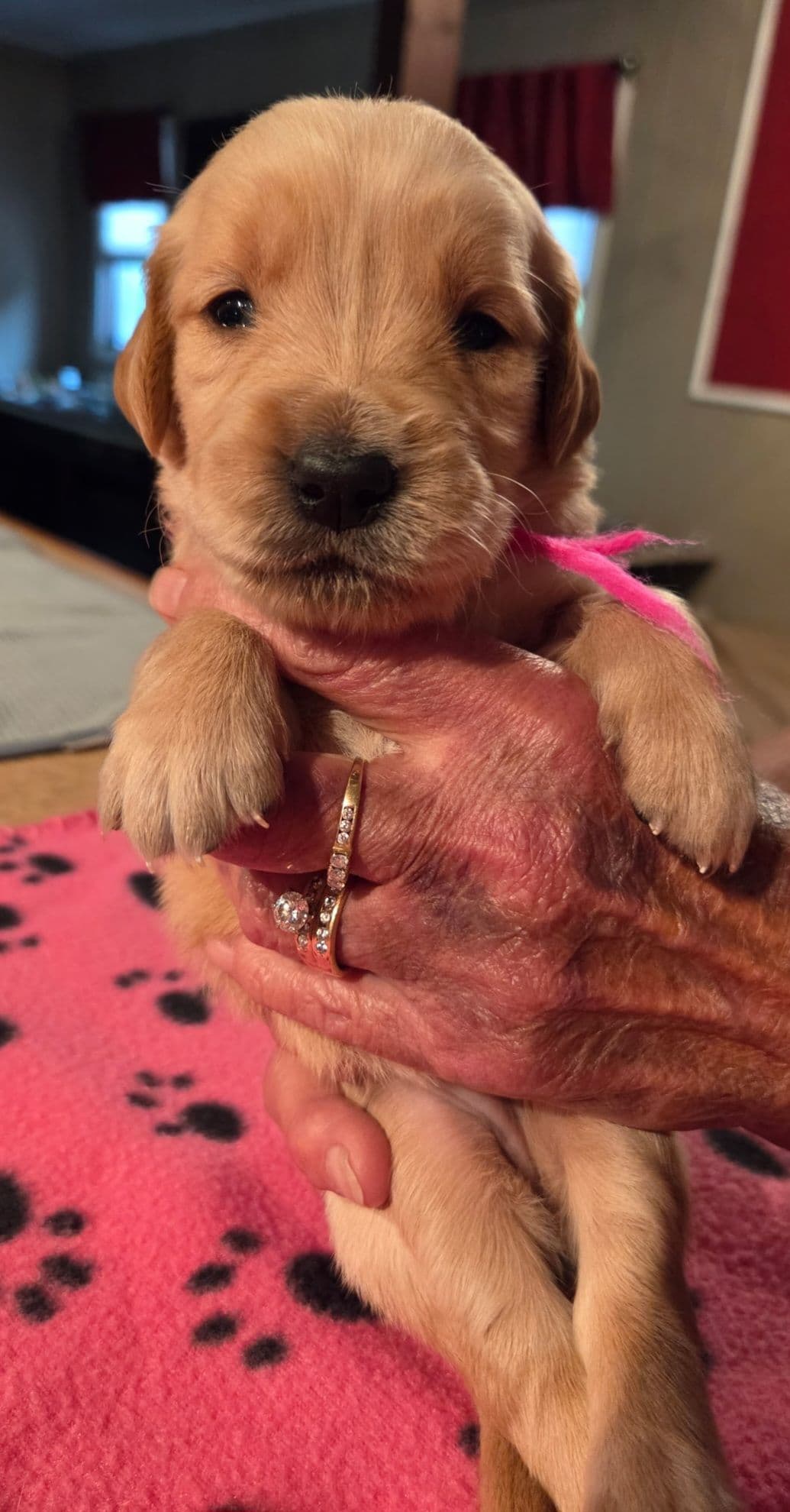 Golden Retriever Puppies 1 female available breeder image 6
