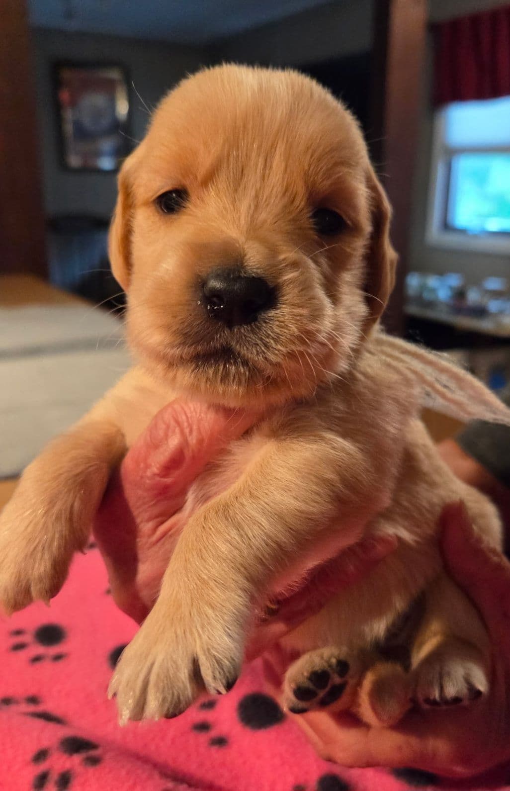 Golden Retriever Puppies 1 female available breeder image 8