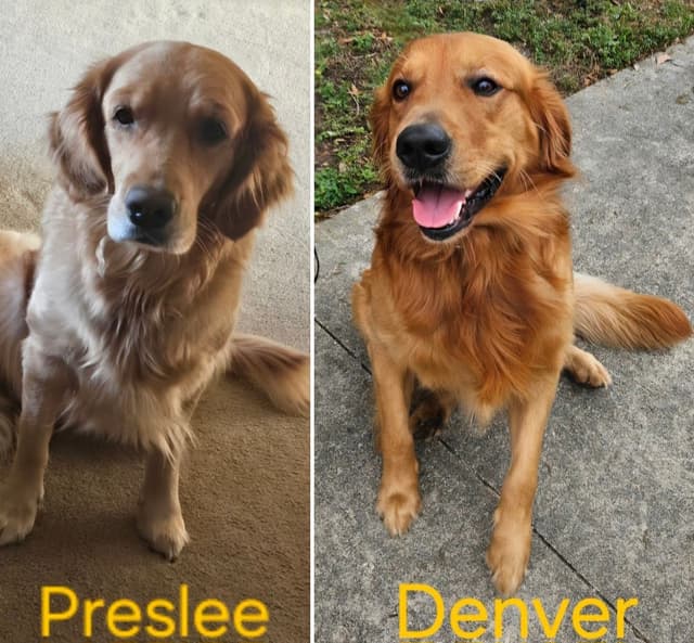Golden Retriever Puppies  1 female available media 2