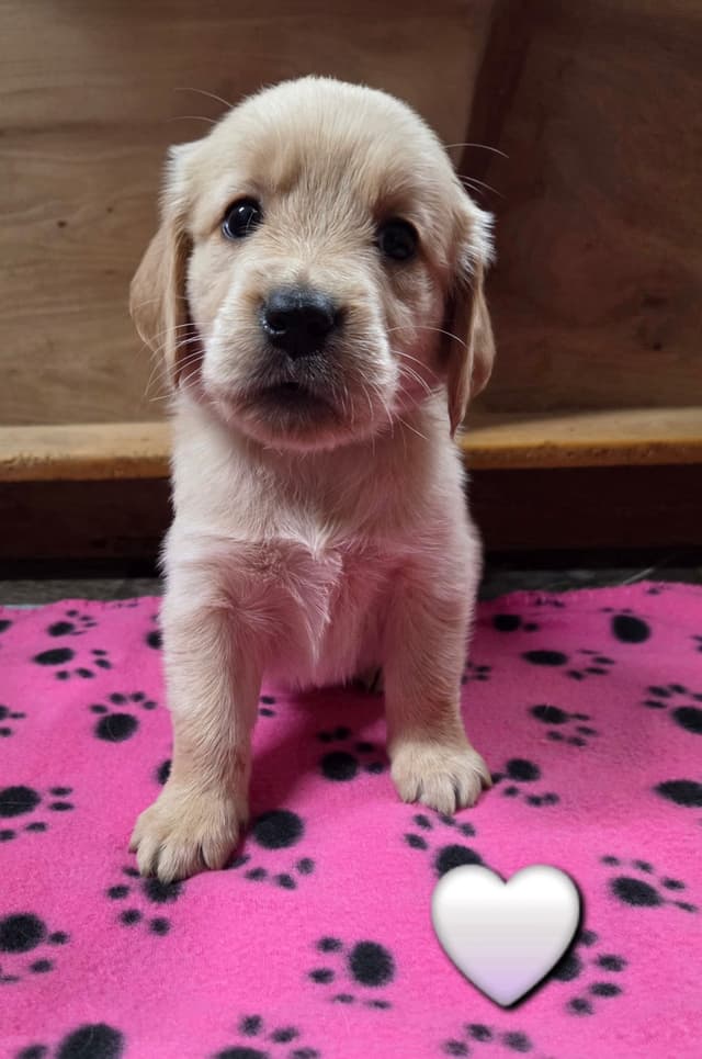 Golden Retriever Puppies  1 female available media 3
