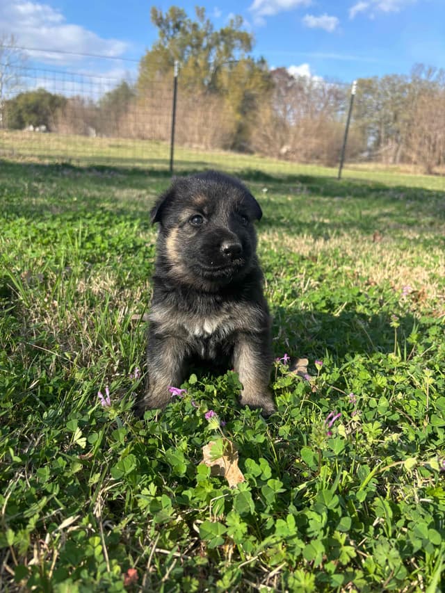 German Shepherd Dog Puppies media 2