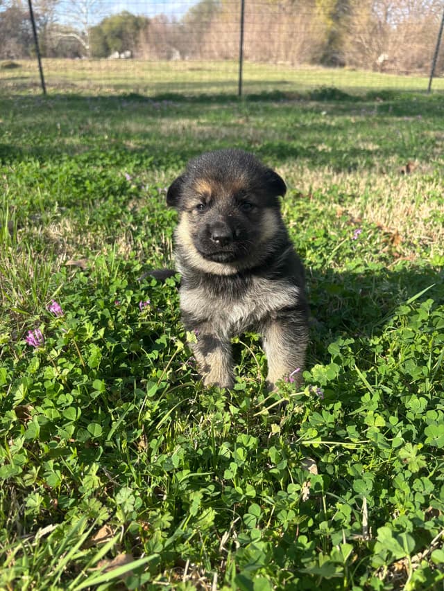 German Shepherd Dog Puppies media 3