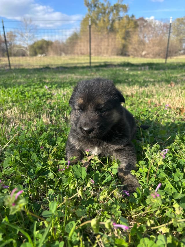 German Shepherd Dog Puppies media 4