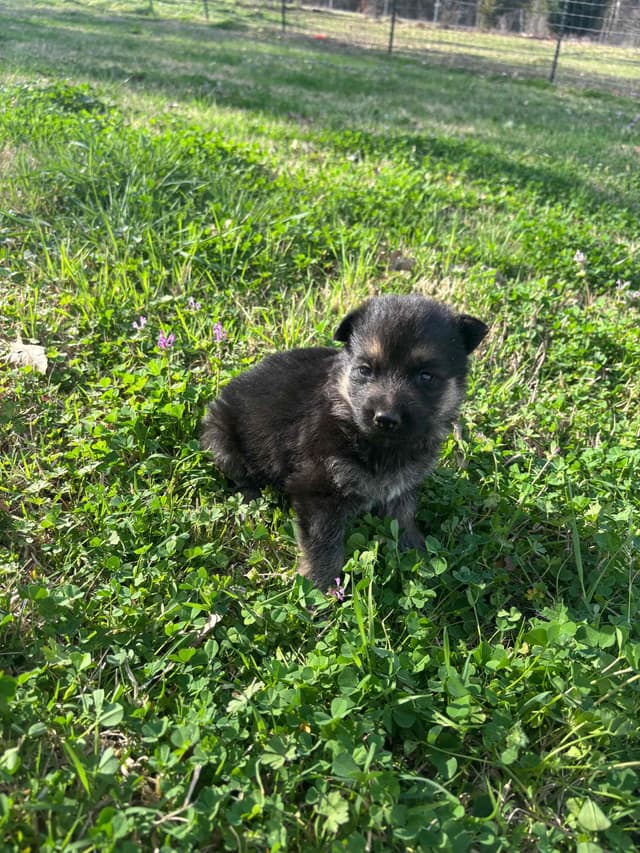 German Shepherd Dog Puppies media 6