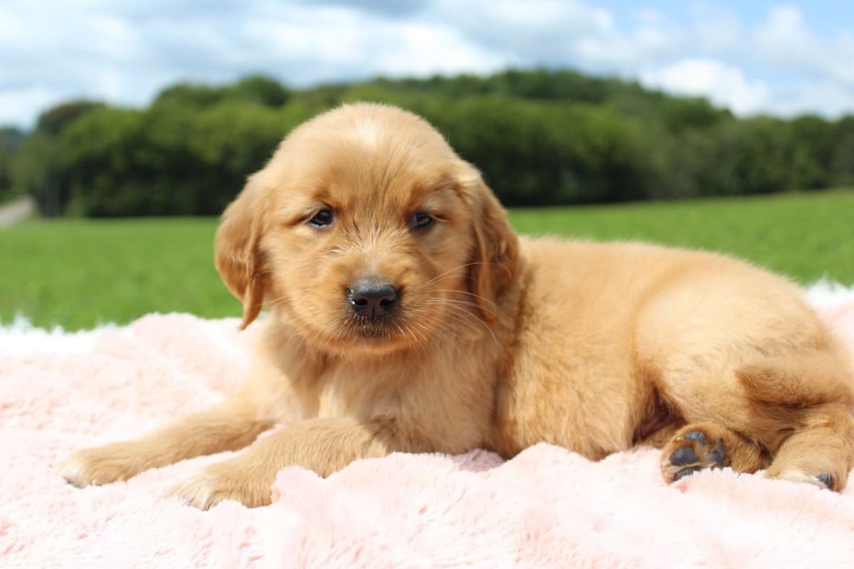 Labrador Retriever Puppies breeder image 1