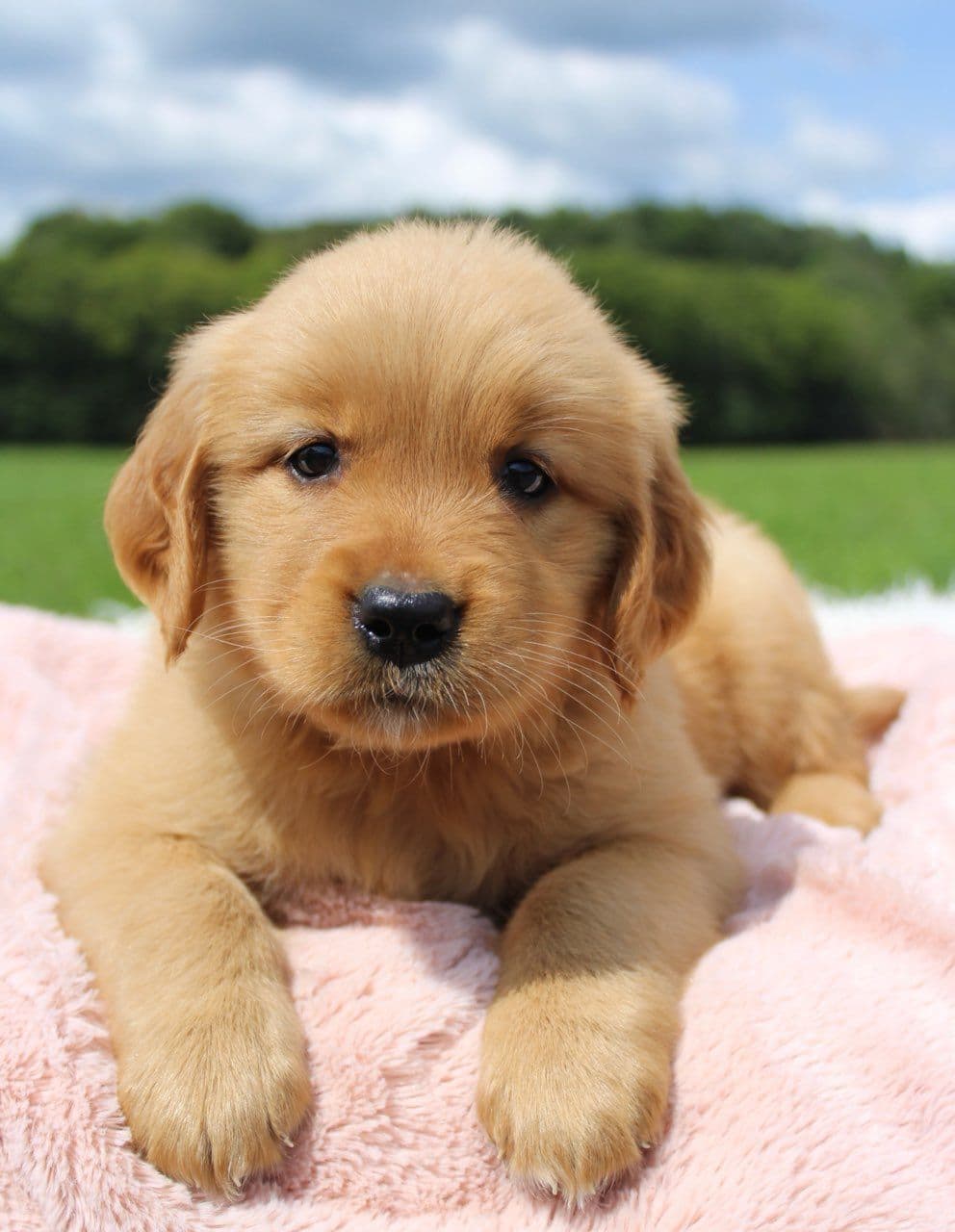 Labrador Retriever Puppies breeder image 4