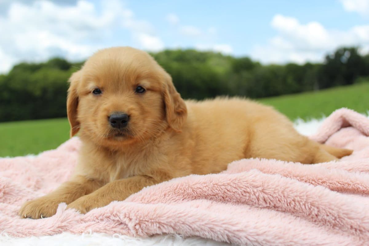 Labrador Retriever Puppies breeder image 5