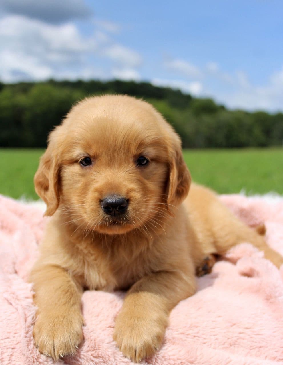 Labrador Retriever Puppies breeder image 6
