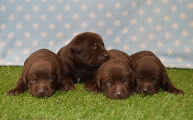 Labrador Retriever Puppies media 2