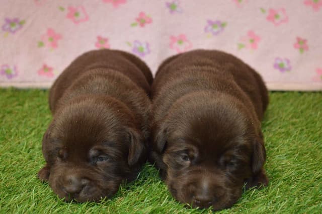 Labrador Retriever Puppies media 3