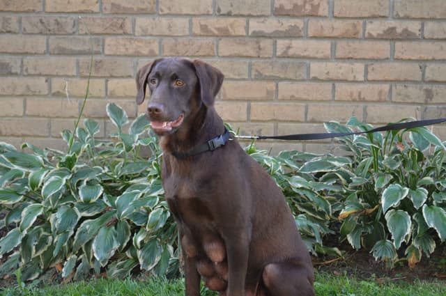 Labrador Retriever Puppies media 5