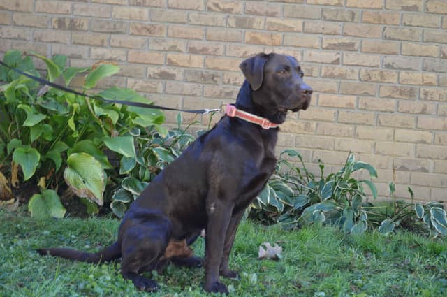 Labrador Retriever Puppies media 6