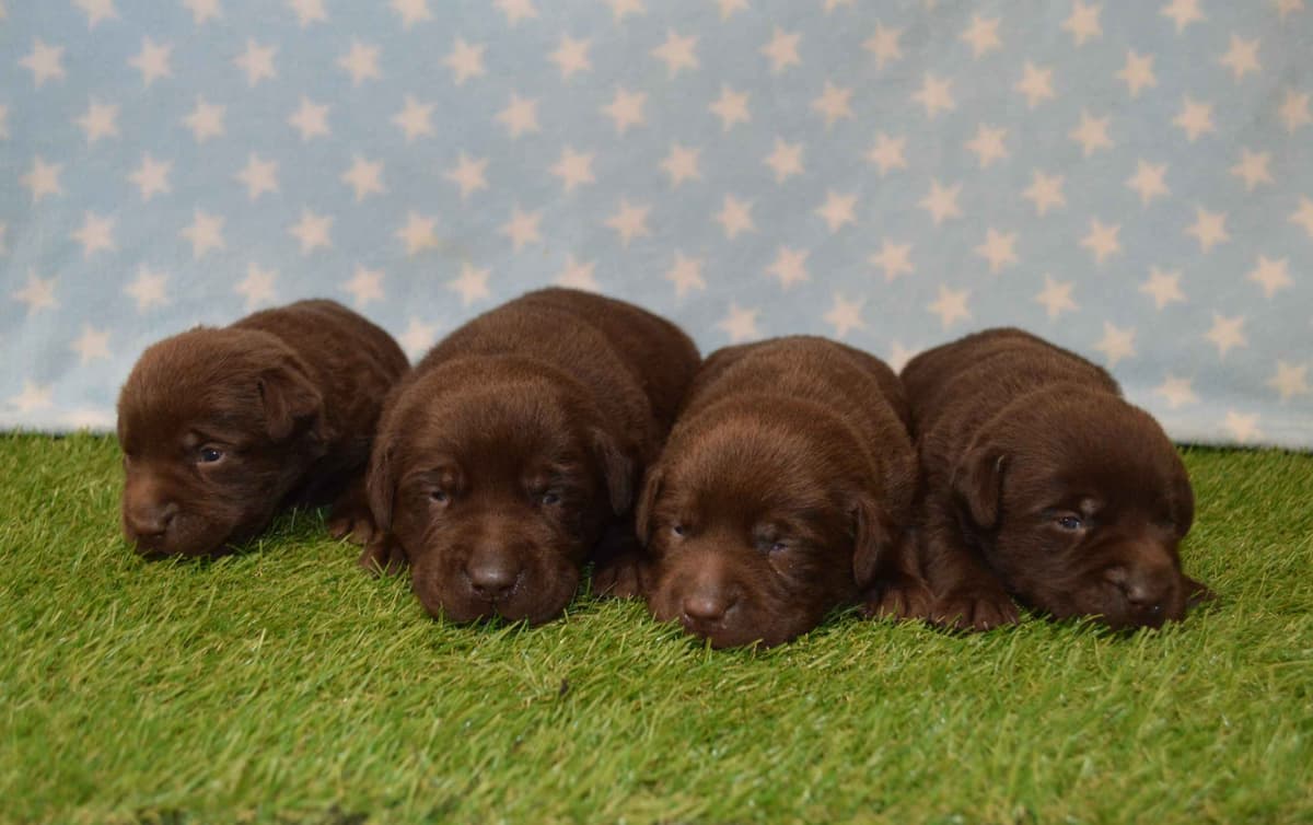 Labrador Retriever Puppies breeder image 9
