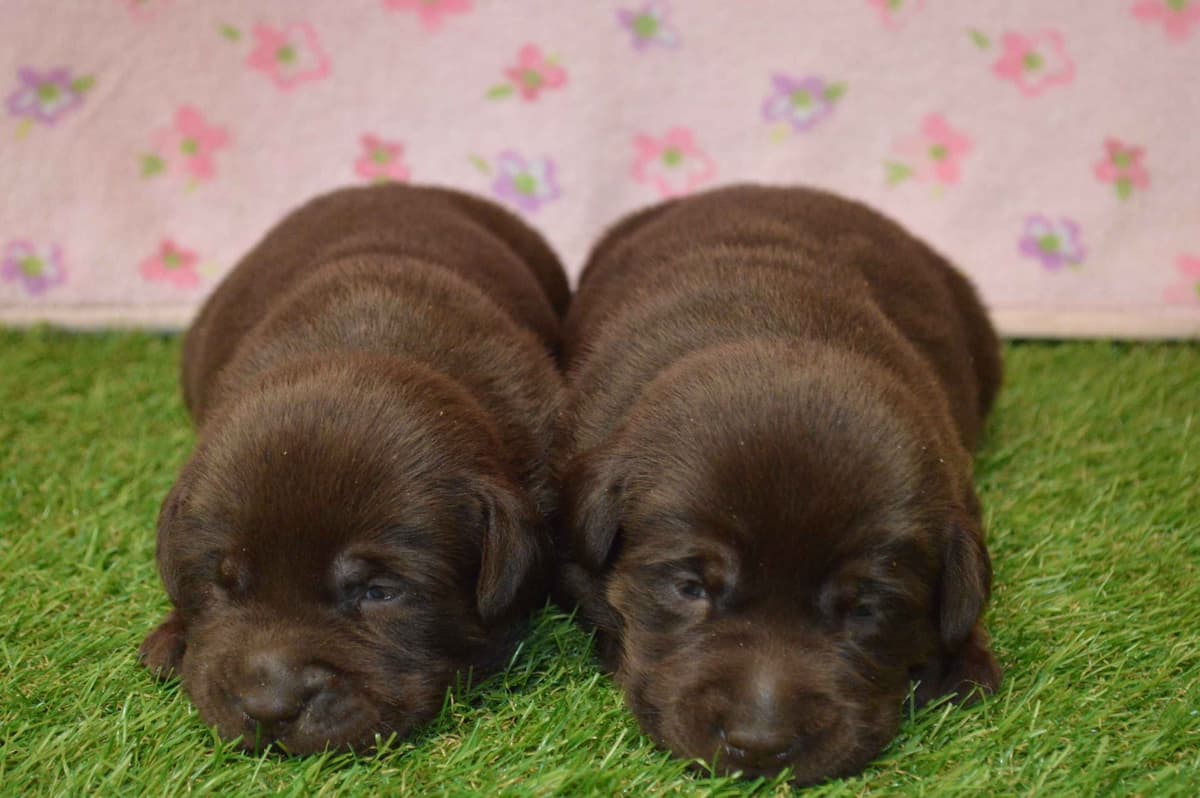 Labrador Retriever Puppies breeder image 8