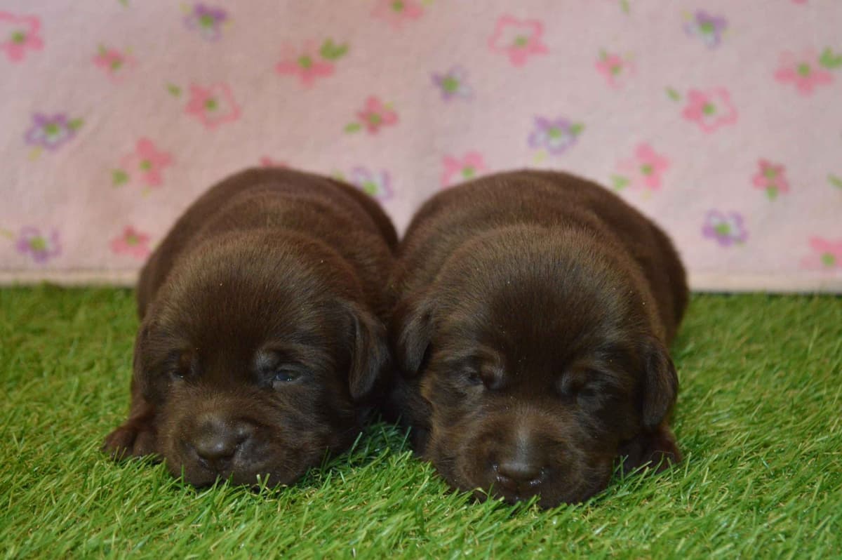 Labrador Retriever Puppies breeder image 10