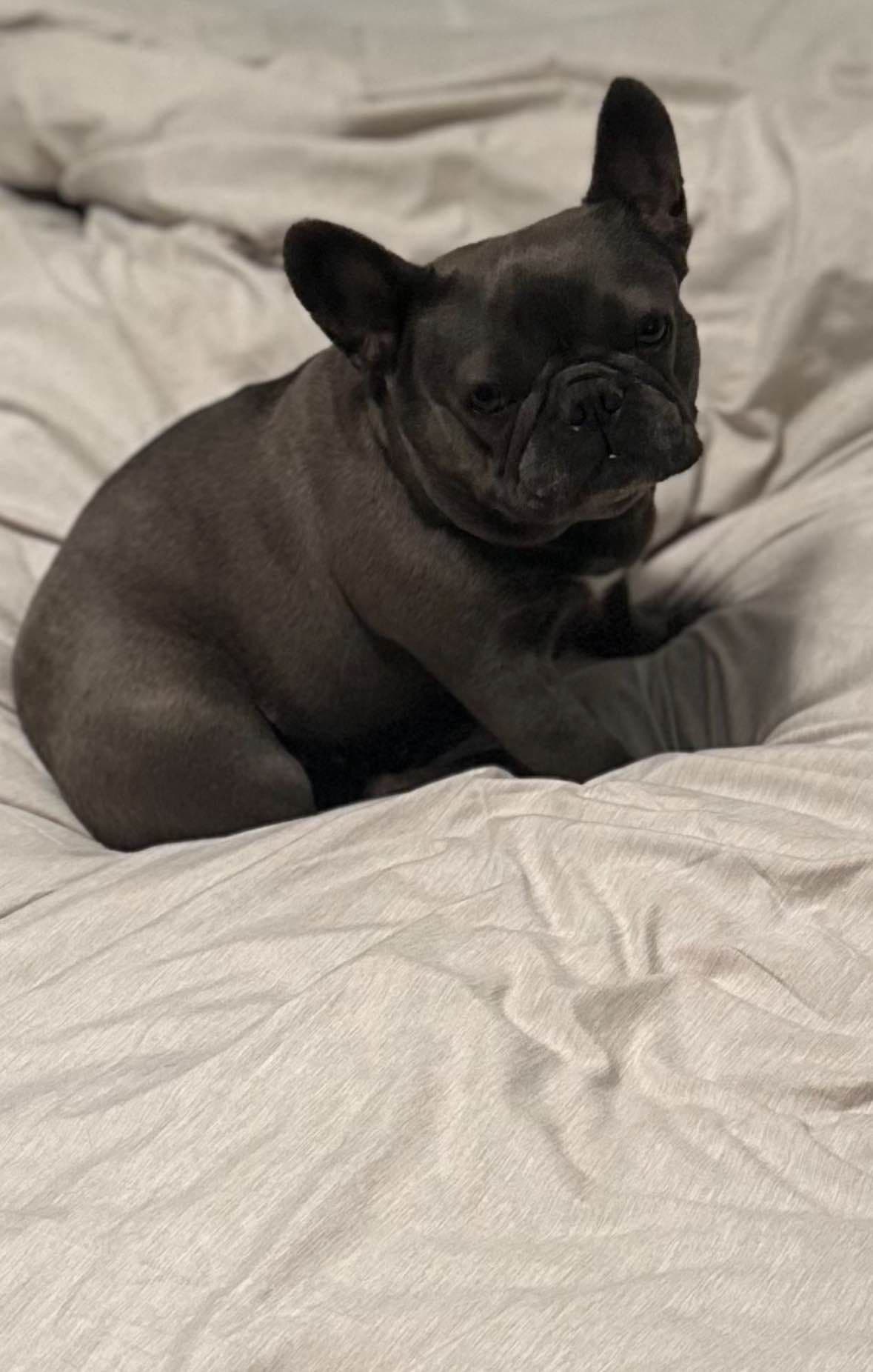 French Bulldog Puppies breeder image 1