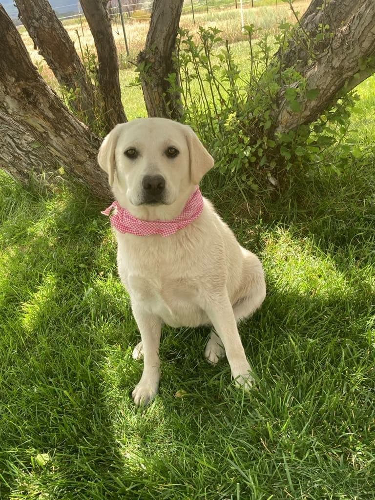 Labrador Retriever Puppies breeder image 1