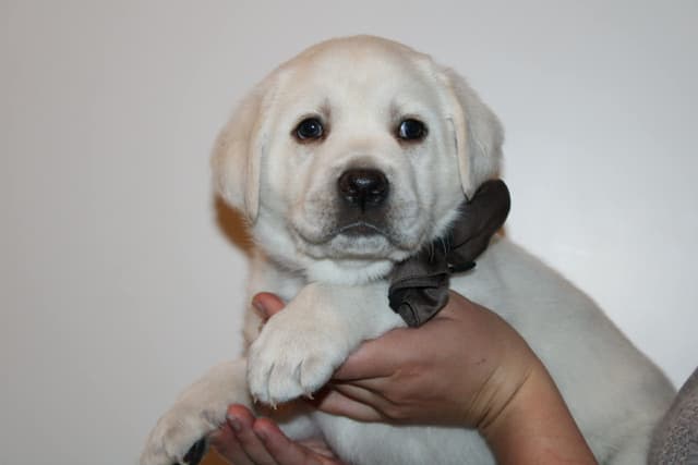 Labrador Retriever Puppies media 3