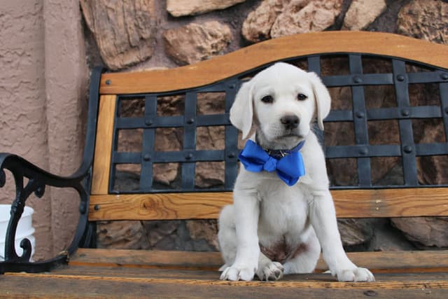Labrador Retriever Puppies media 5