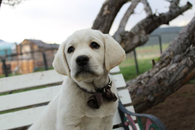 Labrador Retriever Puppies media 6