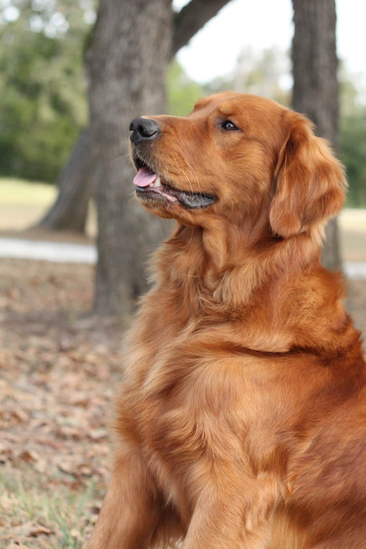 Golden Retriever Puppies breeder image 1