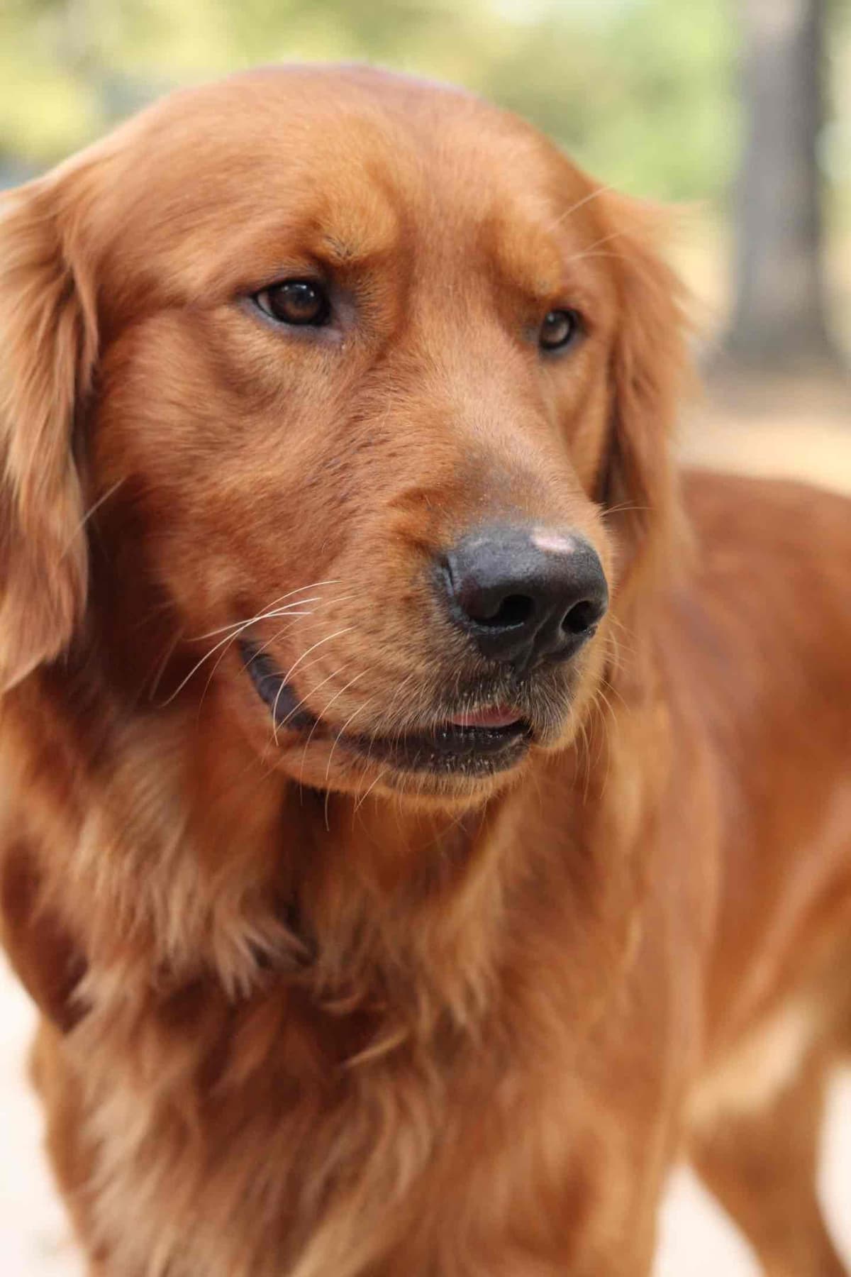 Golden Retriever Puppies breeder image 3