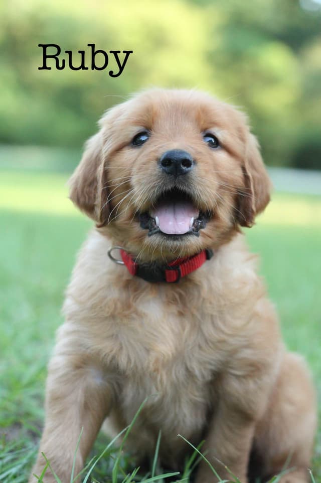Golden Retriever Puppies media 2