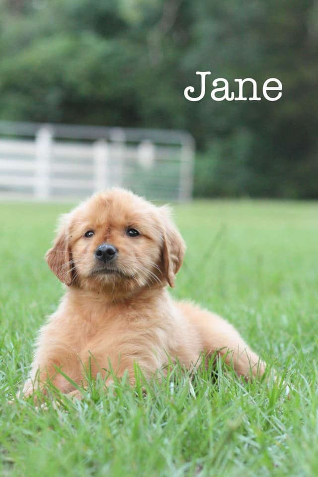 Golden Retriever Puppies media 3