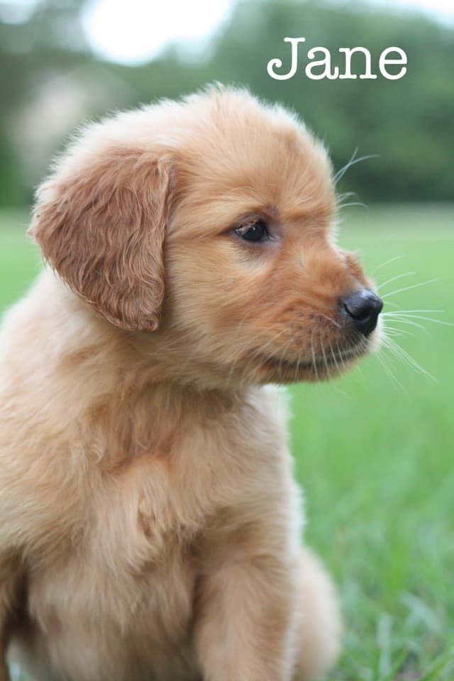 Golden Retriever Puppies media 4
