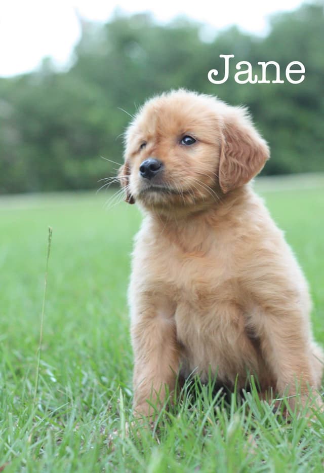 Golden Retriever Puppies media 5
