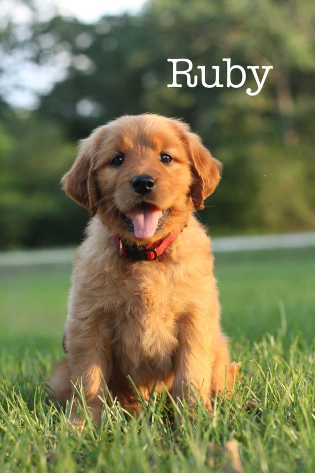 Golden Retriever Puppies media 6
